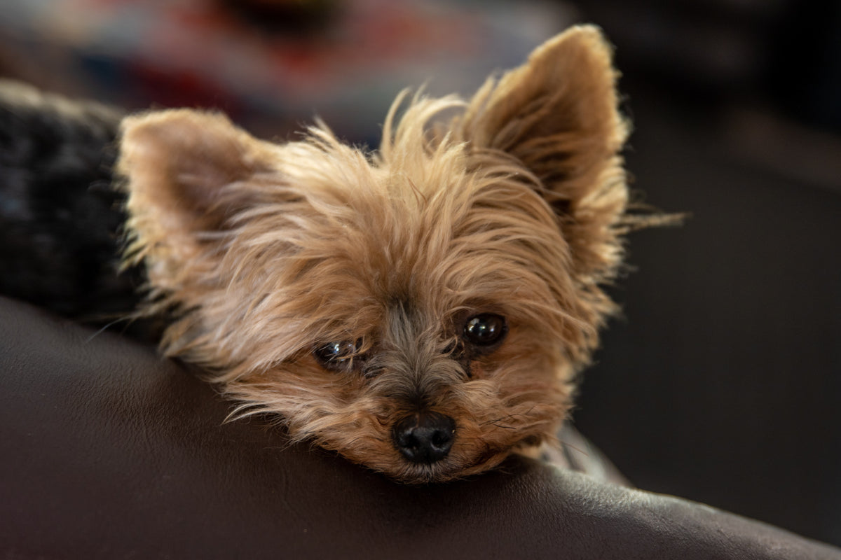 How to Train a Yorkie Not to Bark Pet Pawsabilities PetPawsabilities