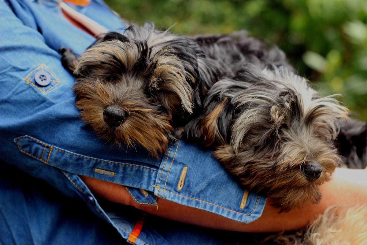 How to Train a Yorkie Puppy Not to Bark Pet Pawsabilities PetPawsabilities