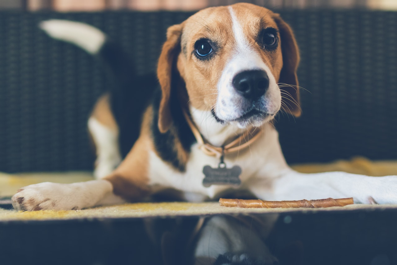 beagle training collars