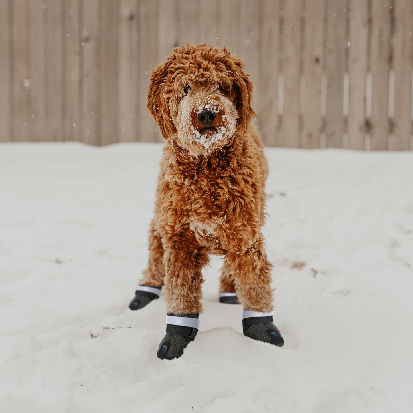 Small Dog Boots