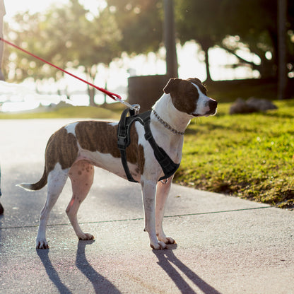 Small Dog Harness