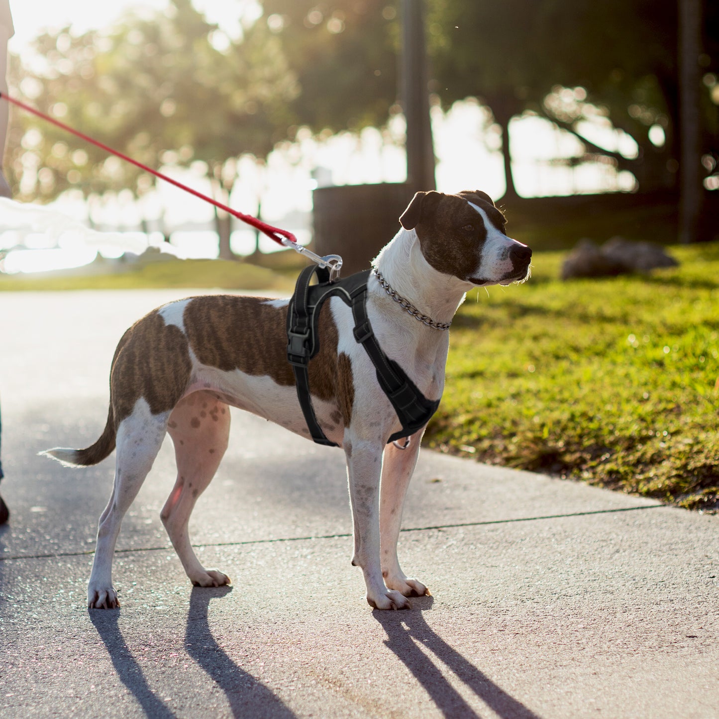 Medium Dog Harness