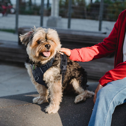 Extra-Small Dog Harness